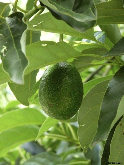 Pollinating Avocado Trees: How To Cross Pollinate An Avocado Tree