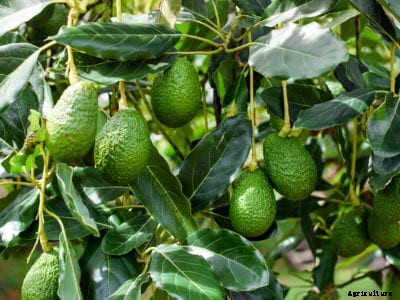 Growing Avocados In Containers and Indoor Avocado Plant Care