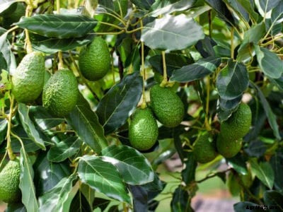 Avocado Tree Growing – How To Plant An Avocado Tree