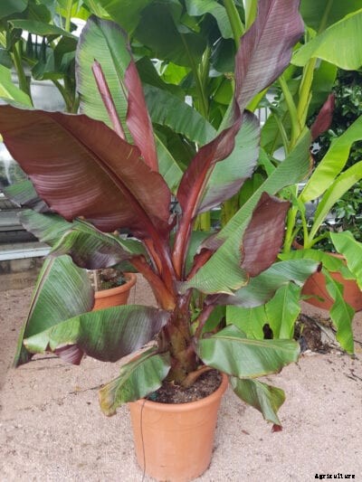 Japanese Banana Plant – Caring For A Musa Basjoo Hardy Banana Variety