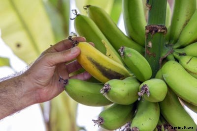 Banana Tree Fruit Issues: Why Do Banana Trees Die After Fruiting