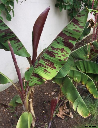Growing Ornamental Bananas – How To Grow A Red Banana Plant