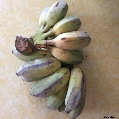 Thai Banana Fruit – How To Grow Thai Banana Trees