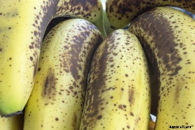 Common Diseases Of Banana: What Causes Black Spots On Banana Fruit