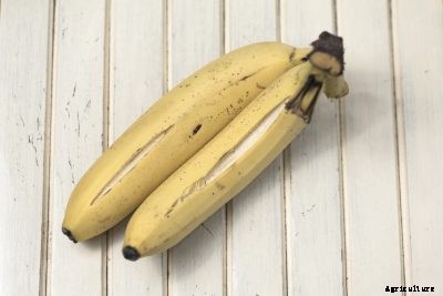 Banana Tree Problems: What Causes Bananas With Cracked Skin