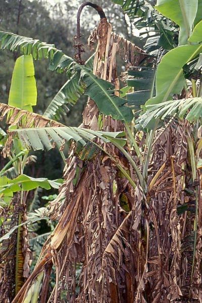 Fusarium Wilt Of Banana: Managing Of Fusarium Wilt In Bananas