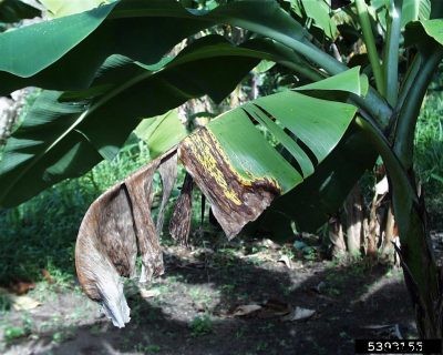 Banana Plant Diseases And Pests: Troubleshooting Problems Affecting Bananas