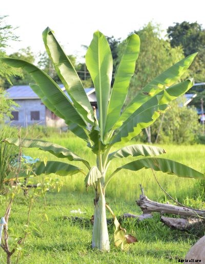 What To Feed Banana Plants – How To Fertilize A Banana Tree Plant