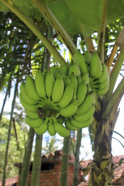 Banana Tree Fruit – Tips On Getting Banana Plants To Fruit