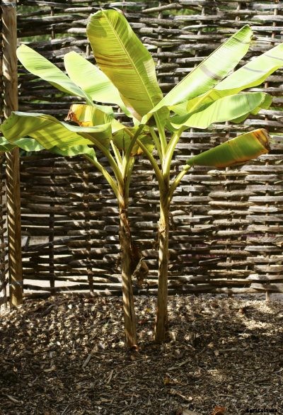 How To Divide A Banana Tree: Information On Banana Plant Splitting