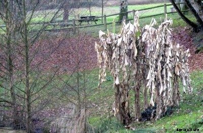 Banana Plants In Winter: Tips For Successfully Overwintering A Banana Tree