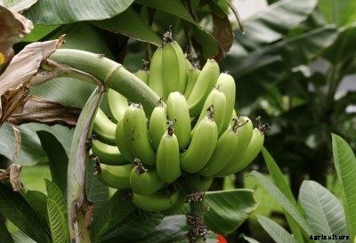 Plantain Plant Care – How To Grow Plantain Trees