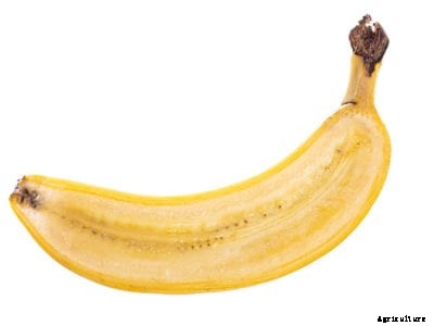 Propagating Banana Plants – Growing Banana Trees From Seeds