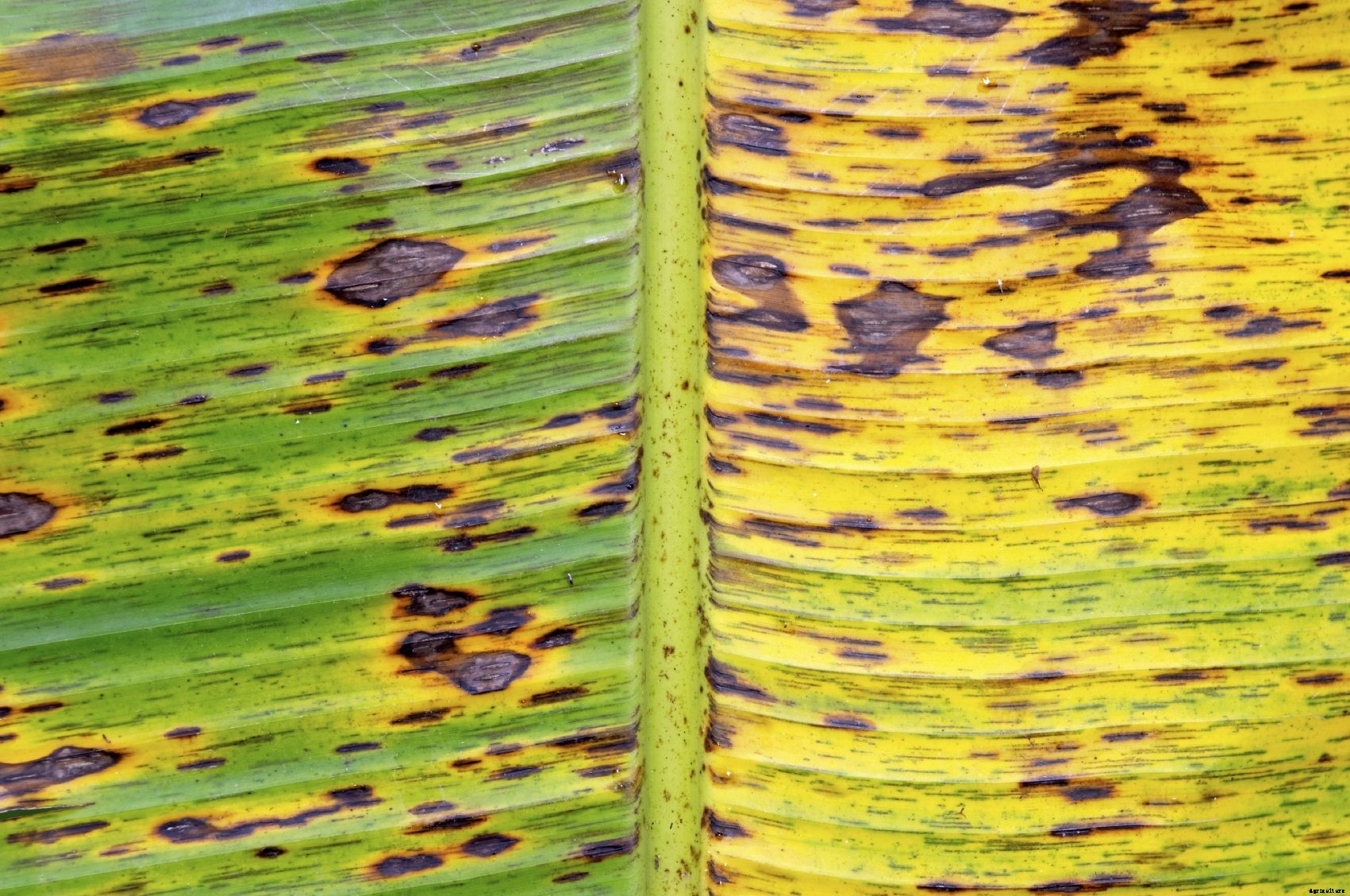 Info On Banana Plant Pests – Learn About Banana Plant Diseases