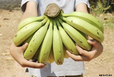 Banana Tree Harvesting – Learn How And When To Pick Bananas