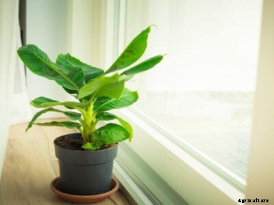 Banana Plant Houseplant – Taking Care Of A Banana Tree Inside