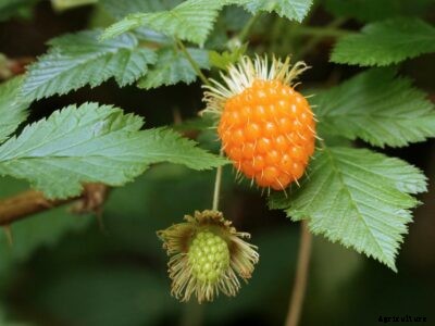 What Is A Salmonberry – Salmonberry Plant Care Guide