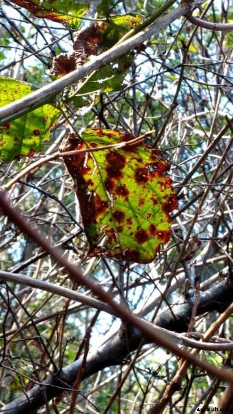 Septoria Diseased Plants – Signs Of Cane And Leaf Spot Disease