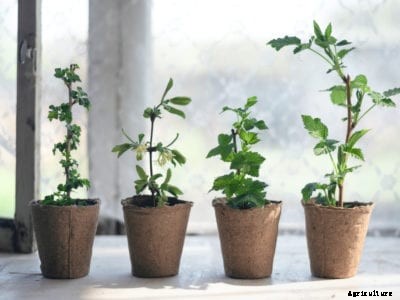 Berry Container Gardening Tips: Growing Unusual Berries In Pots