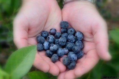 Berry Harvest Time: Best Time To Pick Berries In The Garden