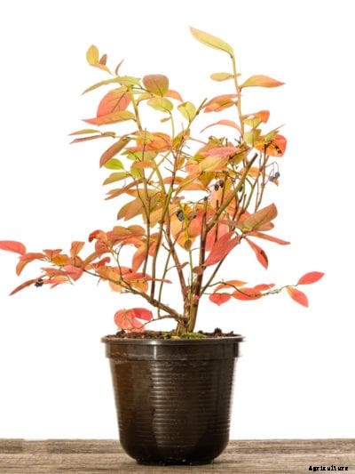 Berry Containers – Berries Growing In A Container