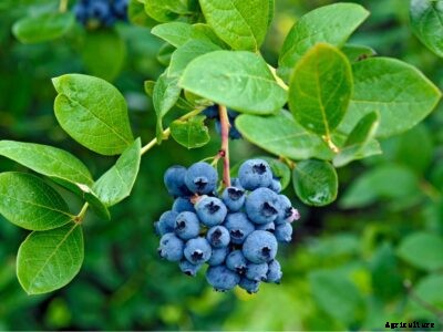 Southern Berry Varieties – Berries To Grow In The South