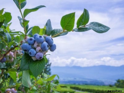 Hybrid Half High Blueberry – Growing Half High Blueberry Plants