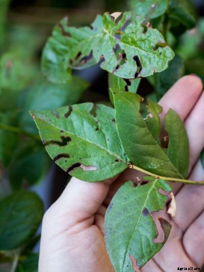 Pest Damage On Blueberries – How To Control Blueberry Pests