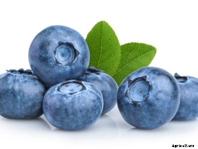 Camellia Blueberry Variety: What Is A Camellia Blueberry Bush