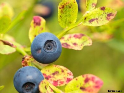 Spots On Blueberry Leaves – What Causes Blueberry Leaf Spot