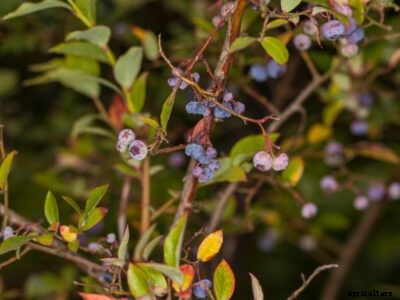 Blueberry Stem Blight Info: Treating Blueberries With Stem Blight Disease