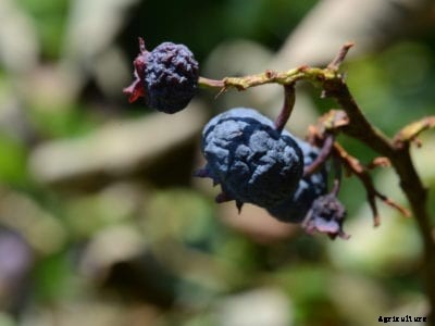 What Is Blueberry Mummy Berry – What To Do About Mummified Blueberries