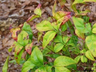 Blueberry Leaf Spot Treatment: Learn About Types Of Blueberry Leaf Spot