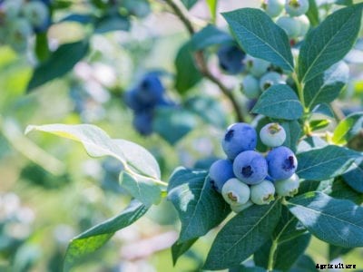 Blueberry Botrytis Blight Treatment – Learn About Botrytis Blight In Blueberries