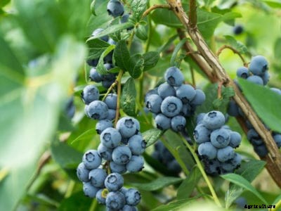 Stem Canker On Blueberry Bushes – Tips On Treating Blueberry Stem Canker