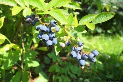 Highbush Blueberry Plant Care: How To Grow Highbush Blueberry Plants