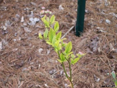 Reasons For Blueberry Chlorosis – Tips On Blueberry Chlorosis Treatment