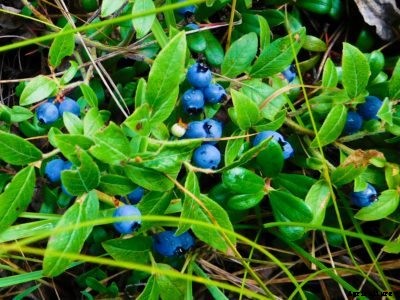 Highbush Vs. Lowbush Blueberry Bushes – What Are Highbush And Lowbush Blueberries