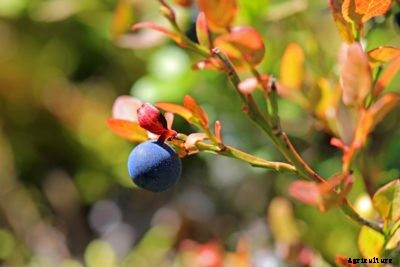 Bilberry Plant Information: Learn About Bilberry Cultivation And Care
