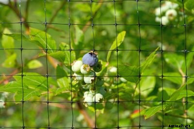 Blueberry Plant Protection: How To Protect Blueberry Plants From Birds