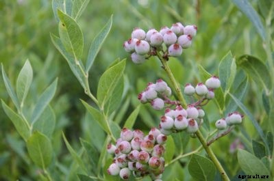 Blueberries Aren’t Ripening: What To Do When Blueberries Won’t Ripen