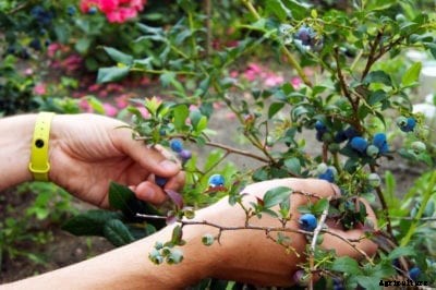 Blueberry Plant Companions – Learn What To Plant With Blueberries