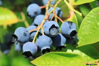 Common Types Of Blueberries: Best Varieties Of Blueberry For Gardens
