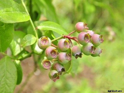 What Are Pink Blueberries: Learn About Pink Blueberry Plants