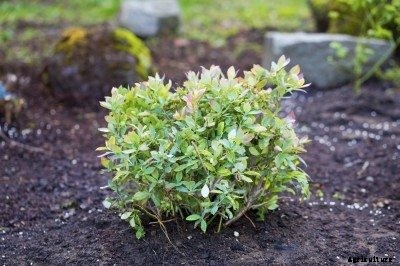 Can You Transplant Blueberries: Tips For Transplanting Blueberry Bushes