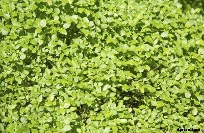 Blueberry Plants Not Producing – Getting Blueberries To Bloom And Fruit