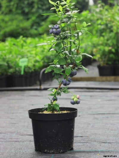 Container Grown Blueberry Plants – How To Grow Blueberries In Pots
