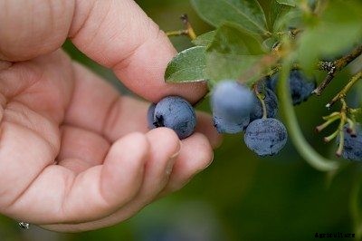 Blueberry Harvesting Season: Tips On Harvesting Blueberries