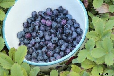My Blueberries Are Sour: How To Sweeten Sour Blueberries