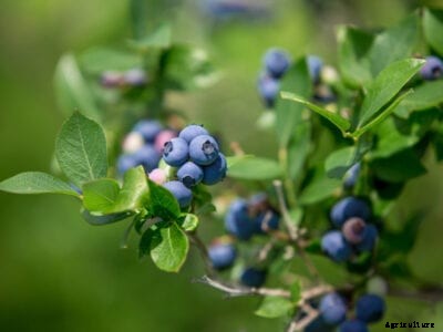 Witches’ Broom In Blueberry: Treating Blueberry Bushes With Witches’ Broom